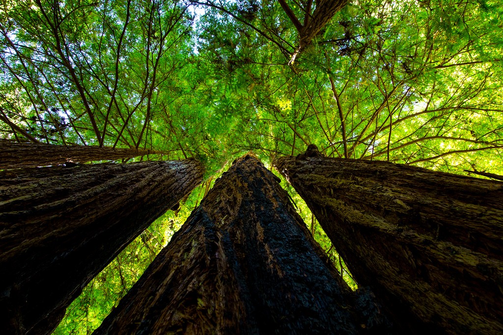 The secret world of the redwood canopy, seen from the ground. Photo: melfoody, Creative Commons, some rights reserved