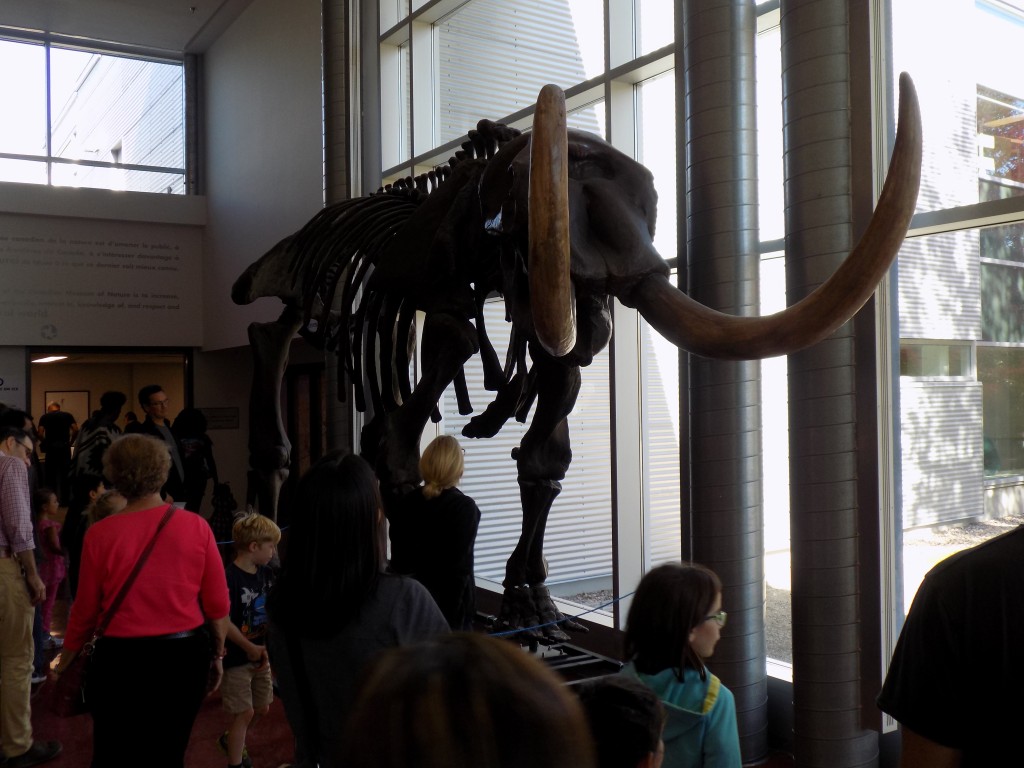 A woolly mammoth skeleton in the research and collection facility's lobby.  Photo: James Morgan