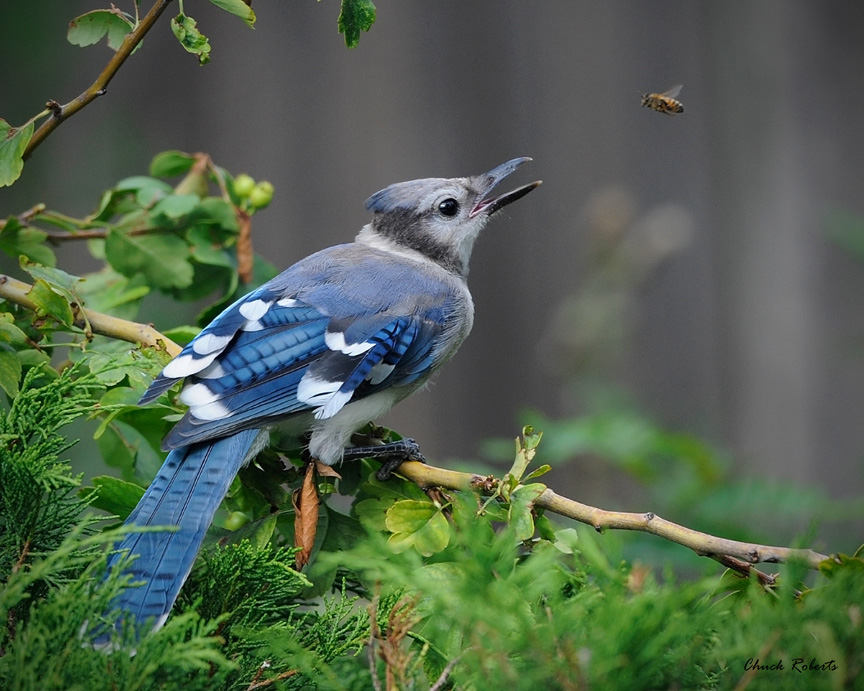 Blue Jay and honeybee. Photo: Chuck Roberts, Creative Commons, some rights reserved
