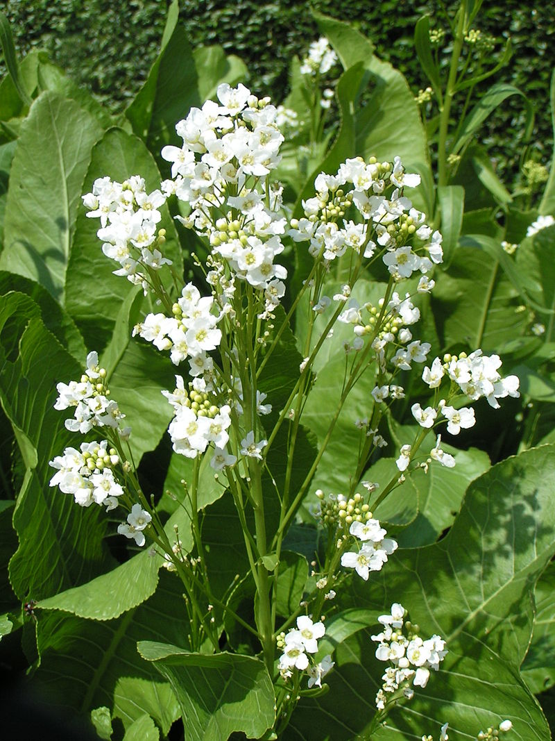 Horseradish root, can be applied as an external  plaster to breaks up chest congestion. (Dilution is necessary to prevent blistering). Photo: Pethan, Creative Commons, some rights reserved