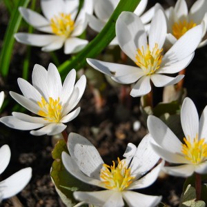 Bloodroot, another early bloomer, makes an effective expectorant. Photo: Matt H. Wade, Creative Commons, some rights reserved