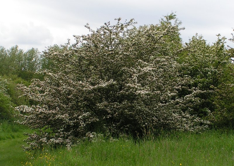 The hawthorn is sacred to and protected by leprechauns and other fair folk. You were warned. Photo: Eugene Zelenko, Creative Commons, some rights reserved