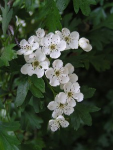 Hawthorn flowers make a tea that could provide heart benfits. Photo: Eugene Zelenko, Creative Commons, some rights reserved