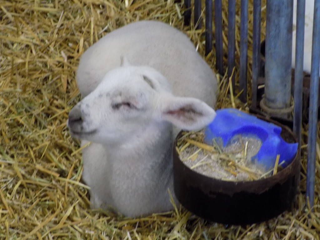 A content lamb.  Photo: James Morgan