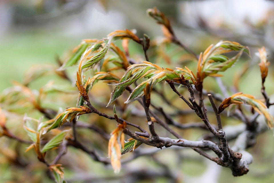 Beech leaves emerging. Photo: ilyessuti, Creative Commons, some rights reserved