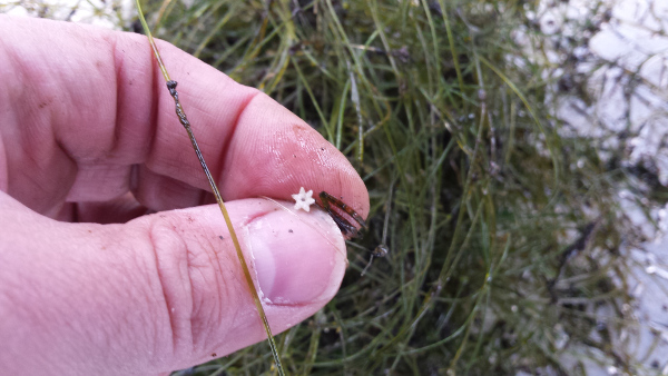 Starry Stonewort gets its name from white, star-shaped bulbils which are produced by its root-like filaments to anchor it to bottom sediment. Photo: Jim Grazio, Pennslylvania Dept. of Environmental Protection
