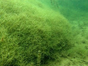 Starry stonewort can form dense beds that crowd out native plant species and negatively impact fish reproduction. Photo: The Adirondack Watershed Institute/Paul Smith's College