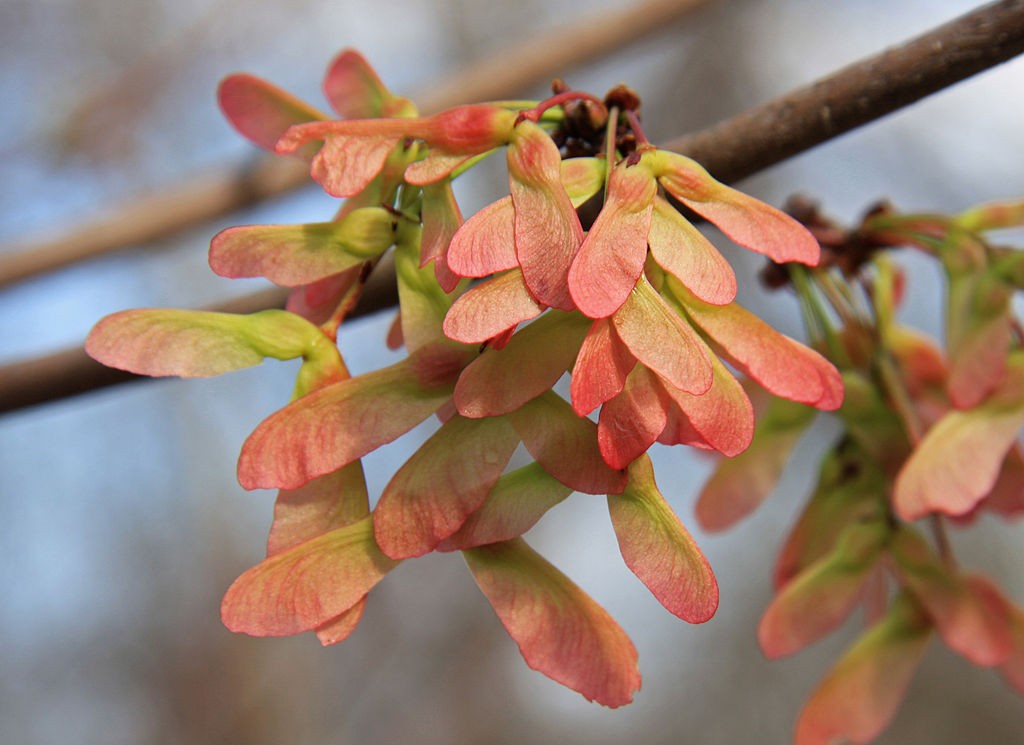 Red maple "samaras" (if you're an arborist) or "helicopters" (if you're a kid). Maples are producing a bumper supply in this year's "distess crop." Photo: Dcrjsr, Creative Commons, some rights reserved