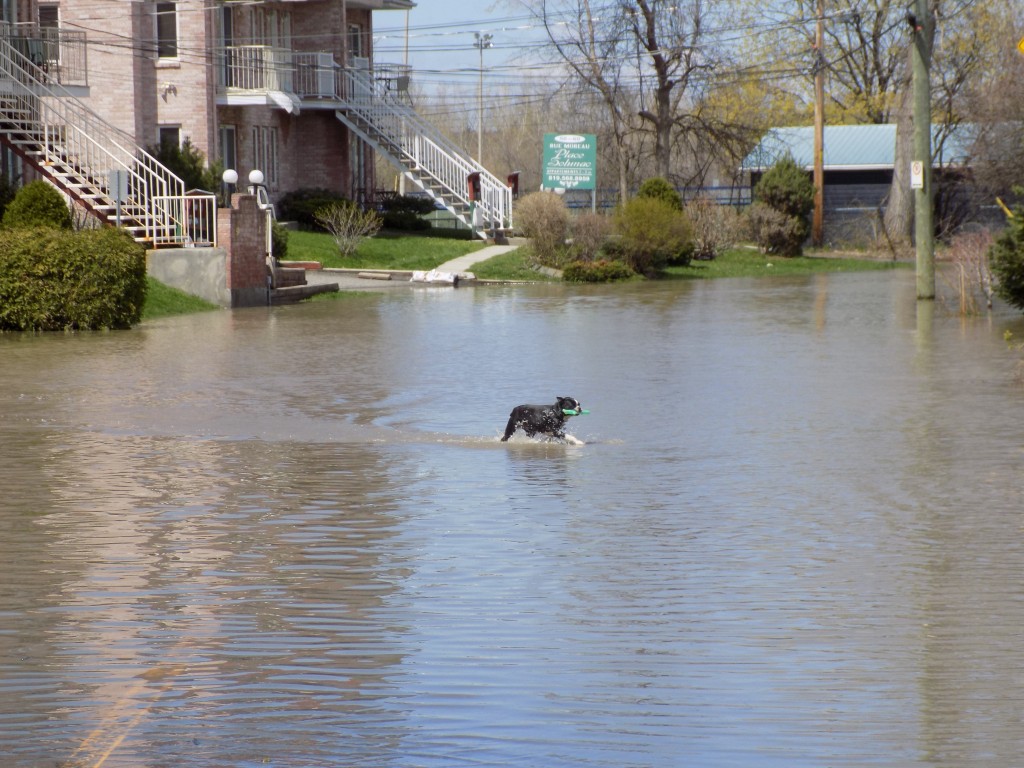 This dog was enjoying the water in front of its house on Moreau Street.  Photo: James Morgan