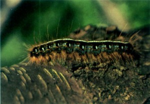 Eastern tent caterpillar on bark. Photo: U.S. Forest Service
