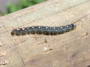 Forest tent caterpillar. Photo: Greg Hume, Creative Commons, some rights reserved