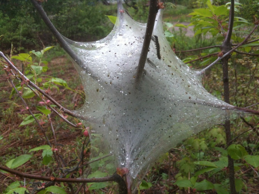 Eastern tent caterpillar nest. Photo: JackFrost2121, Creative Commons, some rights reserved