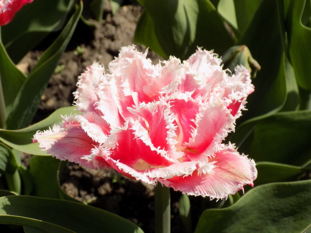 This tulip looks similar to a carnation.  Photo: James Morgan