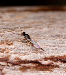 The parasitoid wasp Tetrastichus planipennisi kills emerald ash borers by drilling through ash bark and laying eggs on its host, the EAB larvae. Photo: Stephen Ausmus/USDA