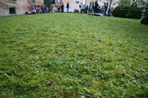 Moss dominating grass in a yard. Photo: Dan Phiffer, Creative Commons, some rights reserved