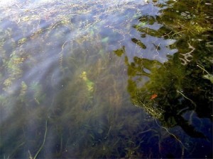 Invasive Eurasian watermilfoil in Saratoga Lake. Photo: Janice Painter, Creative Commons, some rights reserved