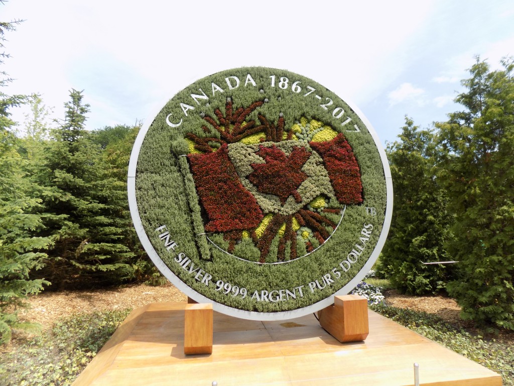 The plant version of the silver dollar for Canada's 150th anniversary.  Photo: James Morgan