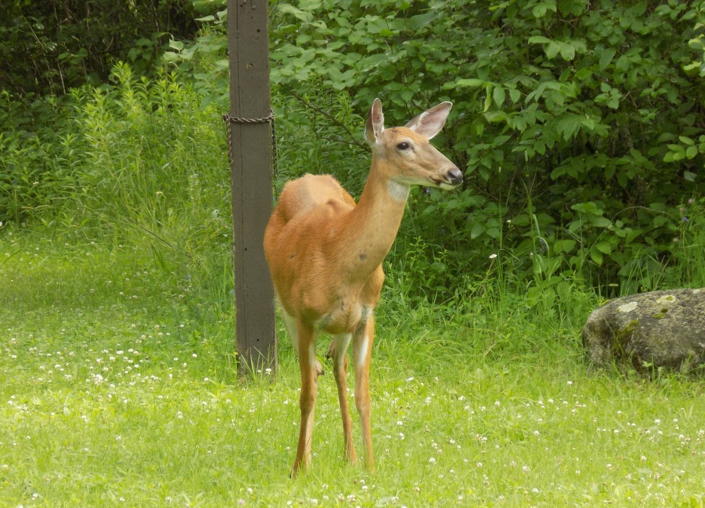 A friendly, gentle deer at Fitzroy Provincial Park.  Photo: James Morgan