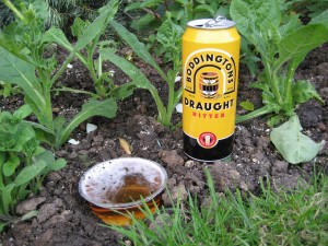 Beer is effective against snails and slugs as well as brain cells. Photo: SteveR, Creative Commons, some rights reserved