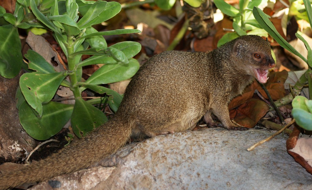 First, do no harm. A cautionary biocontrol tale: Introduced into Hawaii to control rats on sugar plantations, the Indian mongoose now chows down on endangered native Hawaiin birds. Photo: J.N. Stuart, Creative Commons, some rights reserved