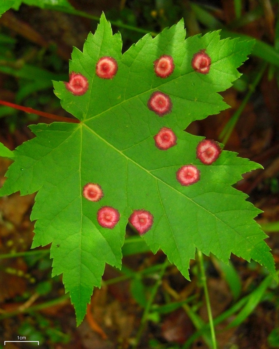 Eriophyid mite galls on red maple. Photo: Jason Hollinger, Creative Commons, some rights reserved