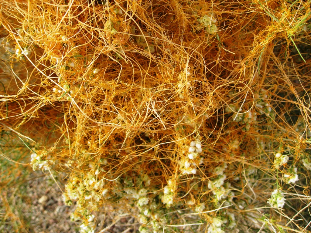 Dodder going gangbusters in this photo from - appropriately enough - near Death Valley. Photo: brewbooks, Creative Commons, some rights reserved