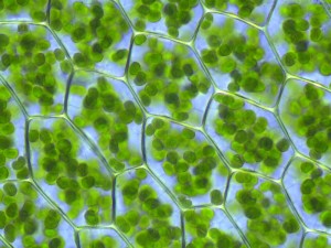 Chloropyll at its summer home in the chloroplasts. Photo: Kristian Peters, Creative Commons, some rights reserved