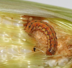 The lavae of the corn earworm was a pest in the cornfield, but now we are missing them. Photo: cyanocorax, Creative Commons, some rights reserved