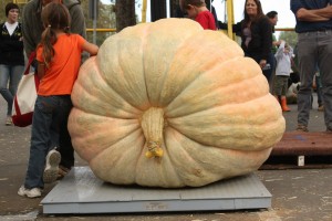 Waiting for the giant pumpkin weigh-off. Photo: Nick Ayres, Creative Commons, some rights reserved