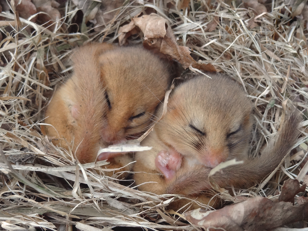 Common dormice may spend up to three quarters of their life asleep. Photo:  Kentish Plumber, Creative Commons, some rights reserved