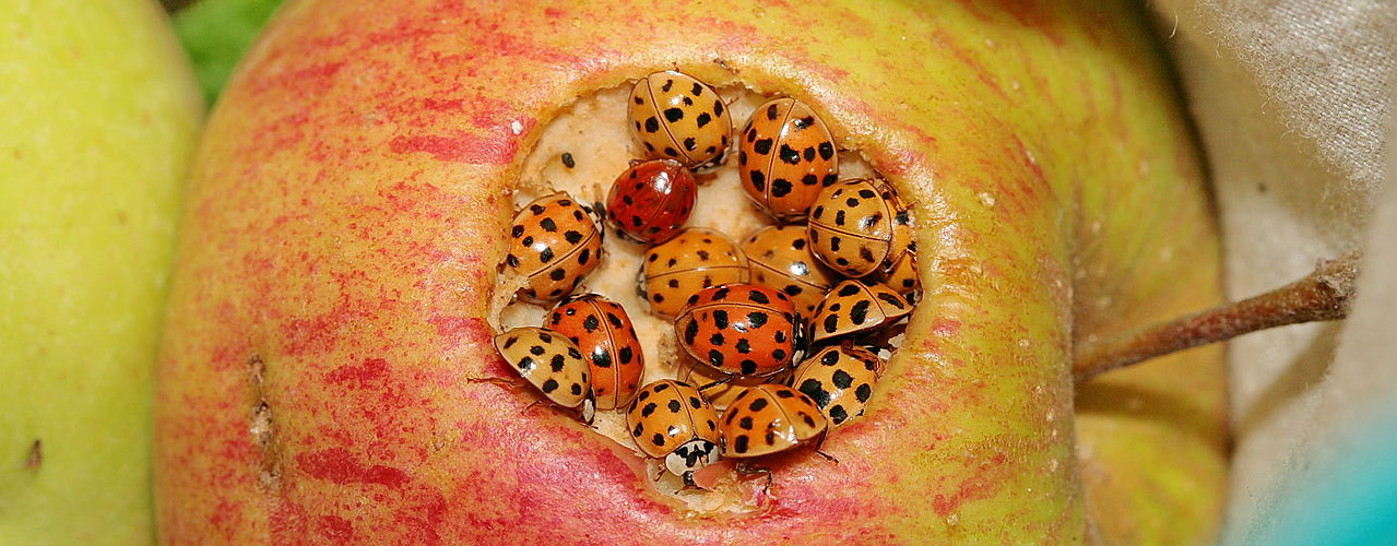 A "drove" of Asian lady beetles making compost of the fruit bowl. Photo: Losch, Creative Commons, some rights reserved