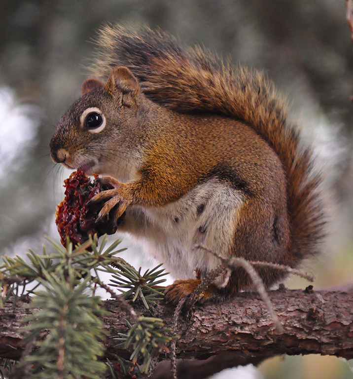 The red sqirrel is no substitute. They prefer conifers and don't store nuts in a way that helps trees propagate. Photo: Connormah, Creative Commons, some rights reserved