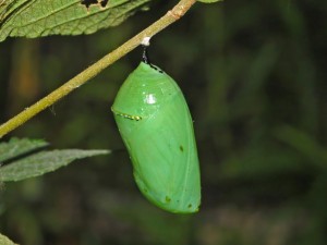 Inside the monarch chrysalis, the caterpillar's cells breakdown into soup, except for the imaginal cells which will shape its new life. Photo: Hectonichus, Creative Commons, some rights reserved