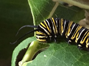 Monarch caterpillar munching on native milkweed. Photo of the Day archive, 8/25/16: Lisa Salamon, Minerva, NY