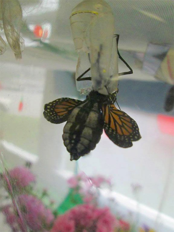 Monarch butterfly emerging from its chrysalis in the second grade classroom, Indian Lake Central School. Photo of the Day archive, 9/13/16: Heather Brown