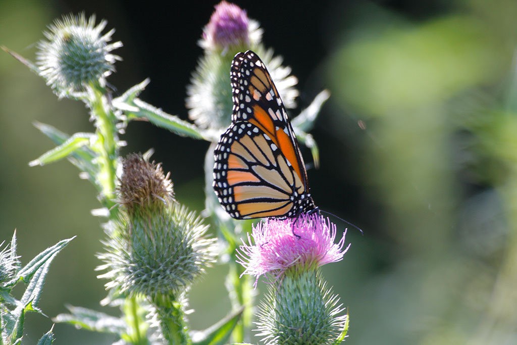 Monarch on thistle. Photo of the Day archive, 9/11/16: Gary Lee, Inlet, NY