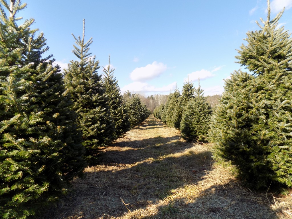 A field of trees at Cedar Hill Christmas Tree Farm near Pakenham, Ontario.  Photo: James Morgan