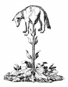 Illustration: The Vegetable Lamb of Tartary, Lee H. 1887, public domain