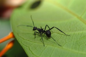 An ant isolated from its kind may live only one-tenth as long as its socializing peers. Photo: C. Frank Starmer, Creative Commons, some rights reserved