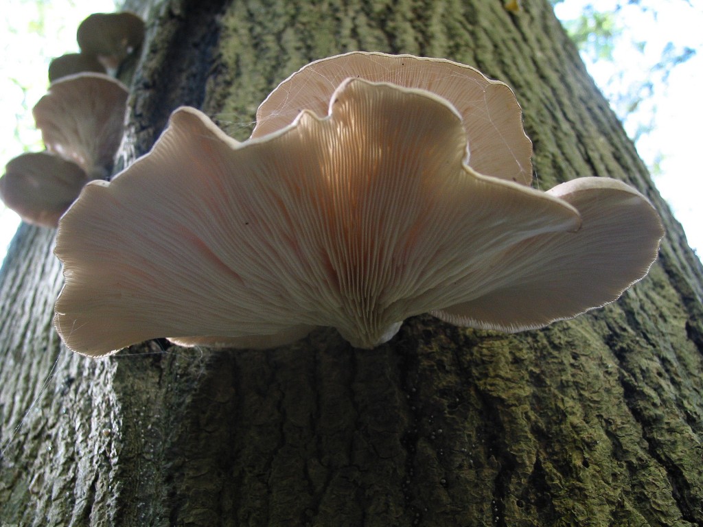 Oyster mushrooms. Photo: Jean-Pol Grandmont, Creative Commons, some rights reserved