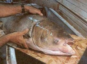 Bighead carp. Photo: U.S. Geological Survey
