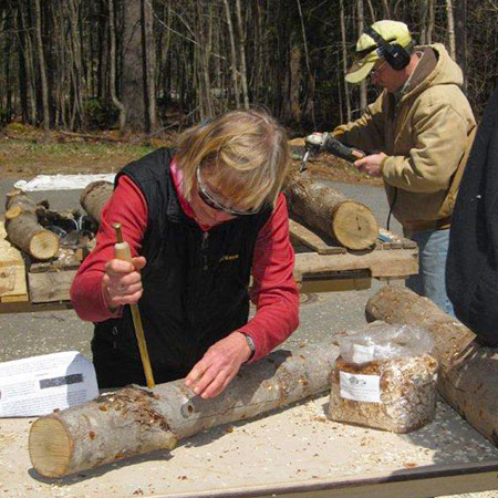 Cultivating shiitake mushrooms. Marijke introduces mushroom spores into a drilled log. Archive Photo of the Day: George Cook, Saranac Lake, NY.