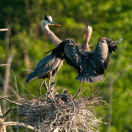 Great Blue Heron nest, with four chicks all wanting food, near Grass Lake. Photo of the Day archive: Vici and Steve Diehl, Antwerp, NY