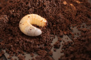 Japanese beetle grub. Photo: ElHeineken, Creative Commons, some rights reserved