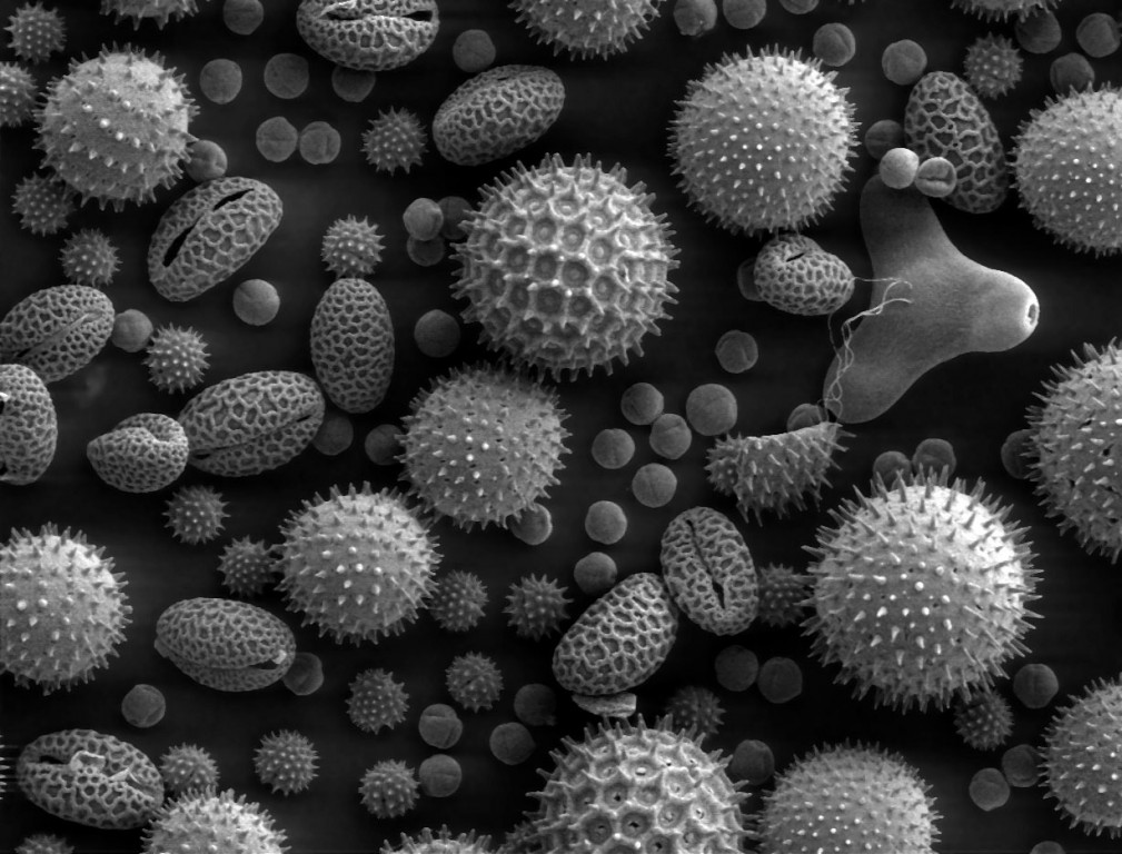 Pollen from a variety of common plants magnified 500 times. Photo: , Dartmouth College Electron Microscope Facility, public domain