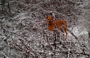 Jessie in the snow