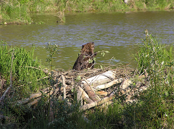 A keystone species: Beavers have huge impact on wetlands - Farm and Dairy