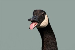 A Canada goose, being not so nice. Photo: Ken Slade, Creative Commons, some rights reserved