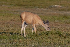 Mule deer are susceptible to CWD. Photo: Thomas Huston, Creative Commons, some rights reserved