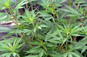 Cannabis sativa. Photo: Manuel Martin Vicente, Creative Commons, some rights reserved